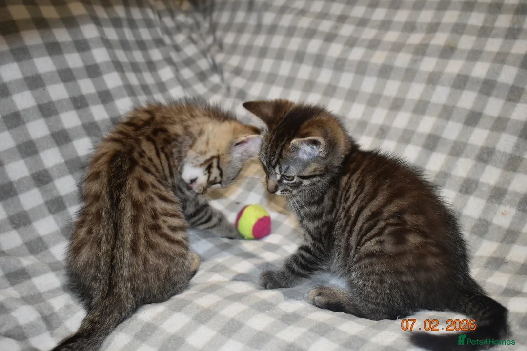 Mixed Breed cats for sale: 3 kittens for sale  - Advert 5