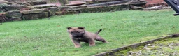 Mixed Breed dogs for sale: Beautiful Belguim Malinois puppies  - Advert 3