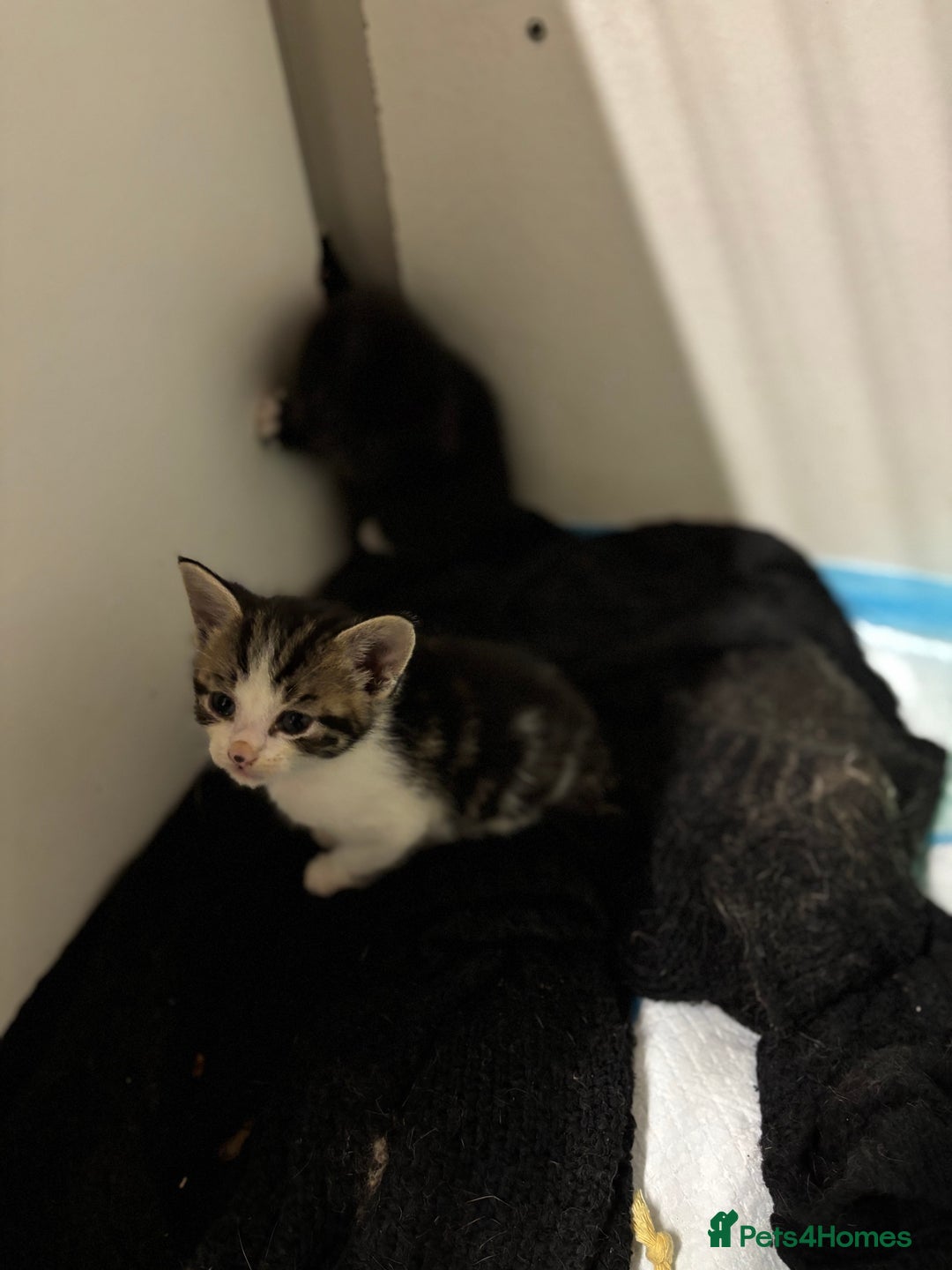 Bengal cats for sale: Bengal cross tabby kittens rare melanistic!!! - Image 2