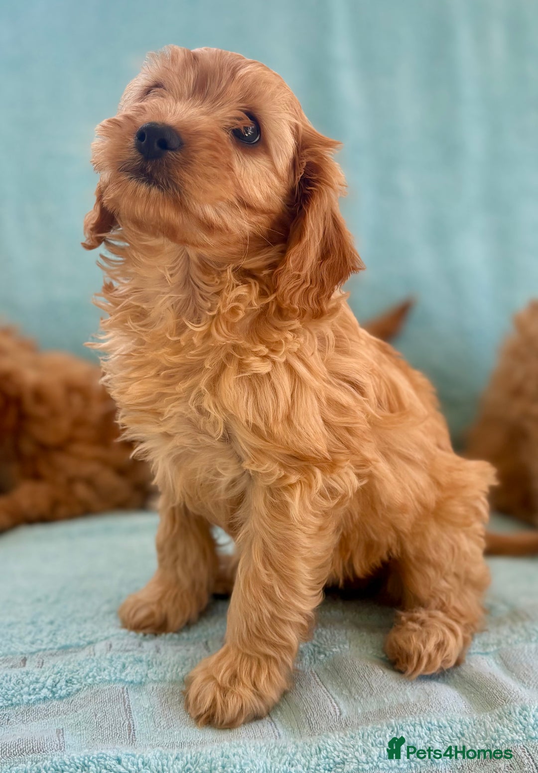 Cavapoo dogs for sale: Beautiful cavapoo puppies  - Image 12