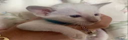 Siamese cats for sale: Full Siamese lilac/blue points kittens  - Advert 8