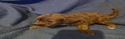 Cavapoo dogs for sale: Cavapoo puppies  - Advert 3