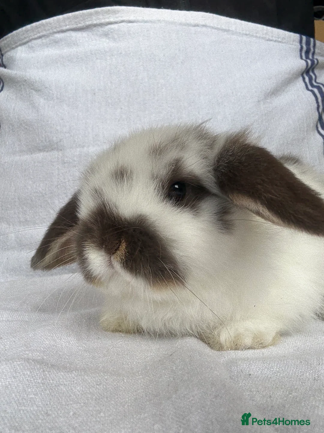 Mini Lop rabbits for sale: Beautiful Mini Lop Babies  - Advert 10