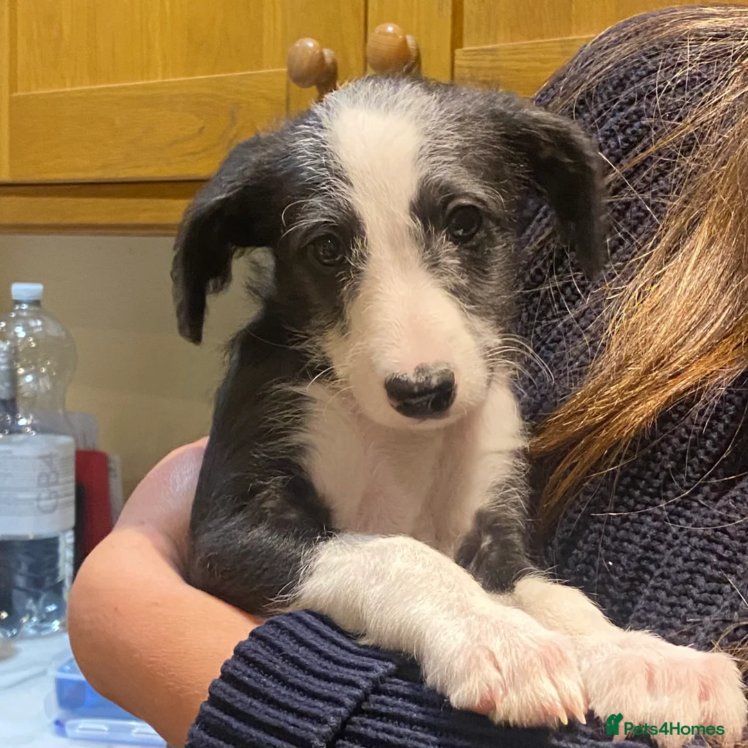 Lurcher dogs for sale: Bedlington Whippet puppy. in Cowbridge - Advert 2