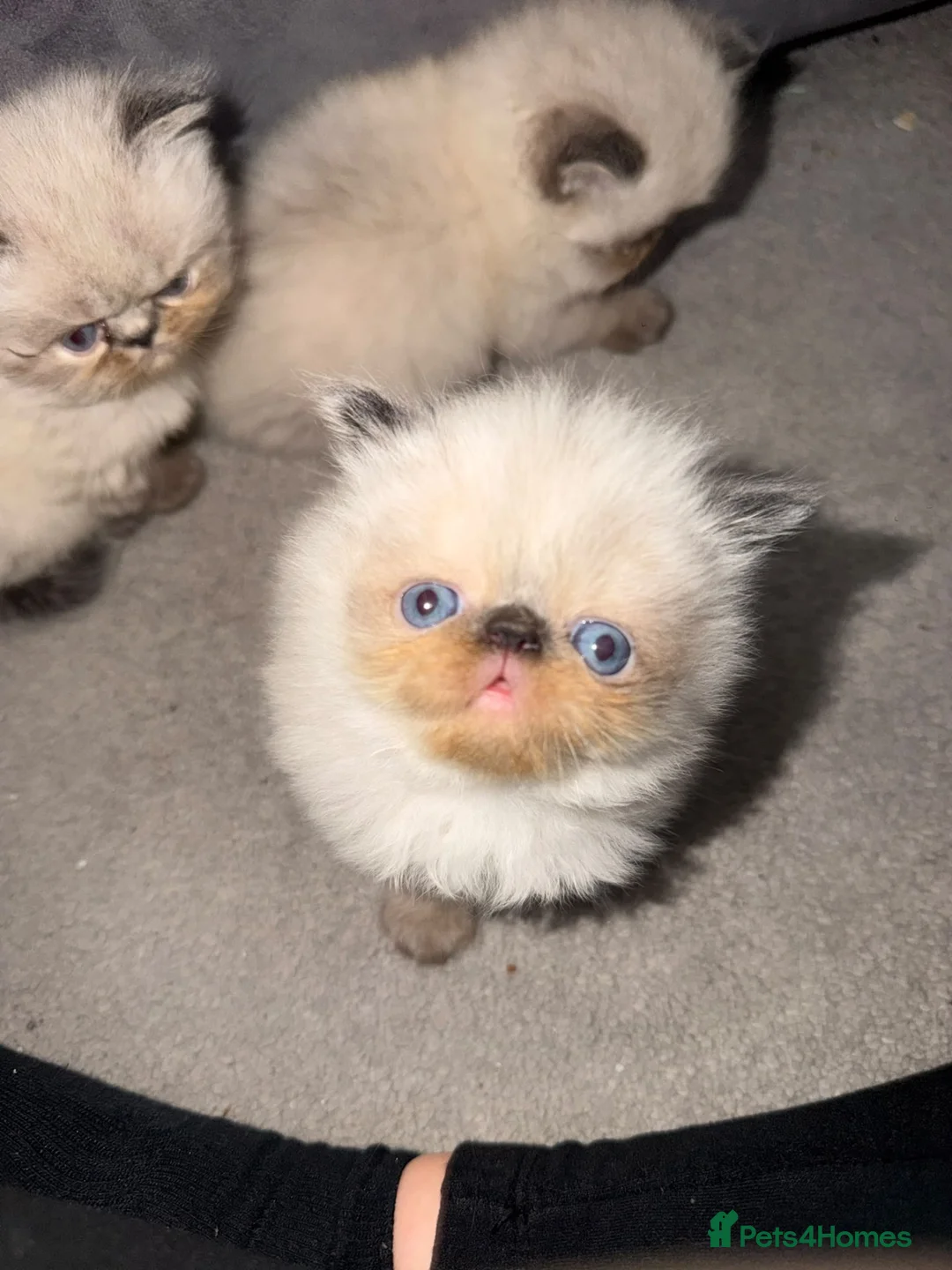 Himalayan cats for sale: Stunning Himalayan Persians - Advert 13