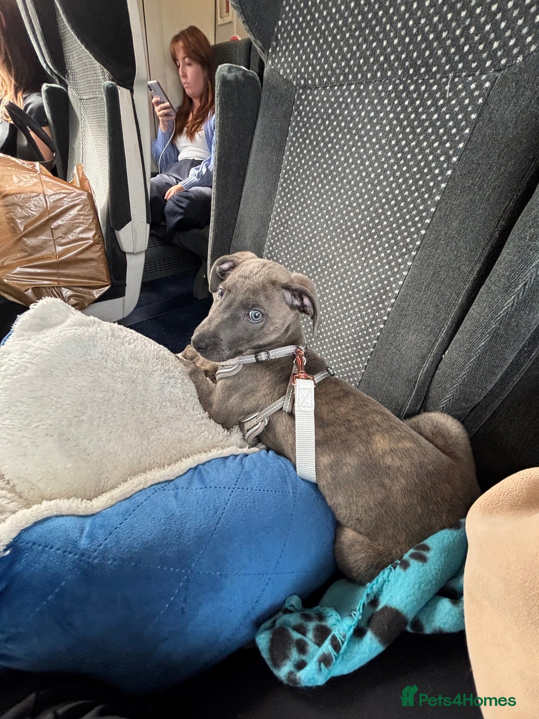 Lurcher dogs for sale: Blue eyed lurcher puppy - Image 4