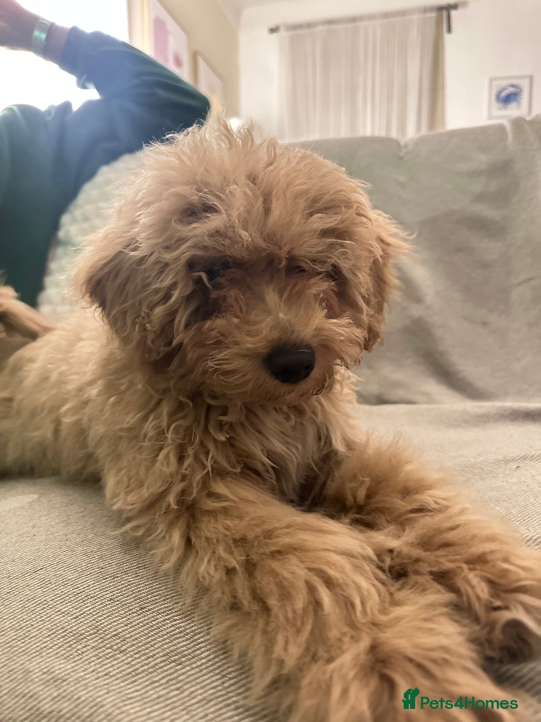 Maltipoo dogs for sale: Stunning 3-Month-Old Maltipoo Puppy - Advert 2