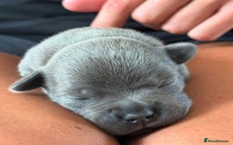 Staffordshire Bull Terrier dogs for stud: A NEW SUPERIOR SOLID BLUE MALE  - Image 17