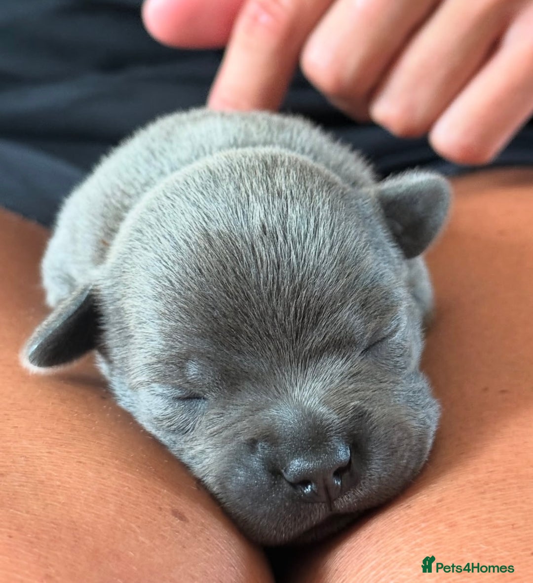 Staffordshire Bull Terrier dogs for stud: A NEW SUPERIOR SOLID BLUE MALE  - Image 17