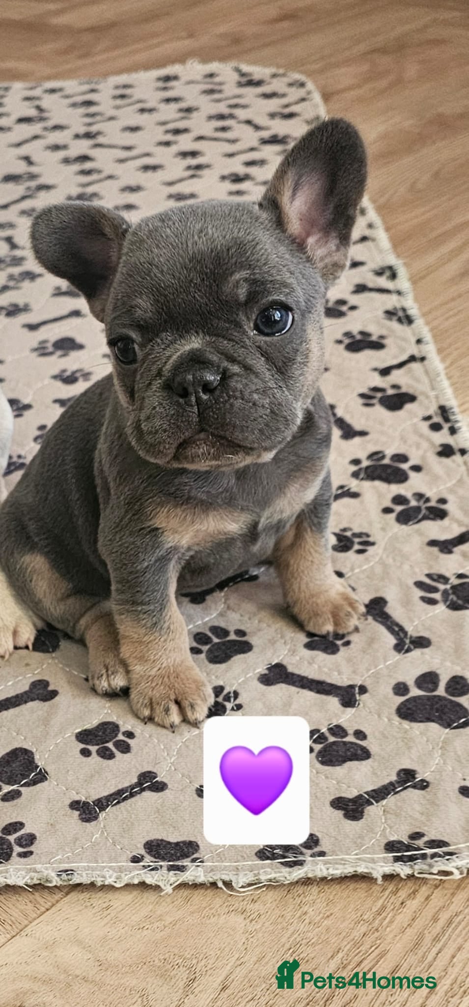 French Bulldog dogs French bulldog pups - Advert 17