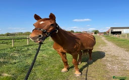 English Thoroughbred horses for sale: Sir John with tack  - Image 1