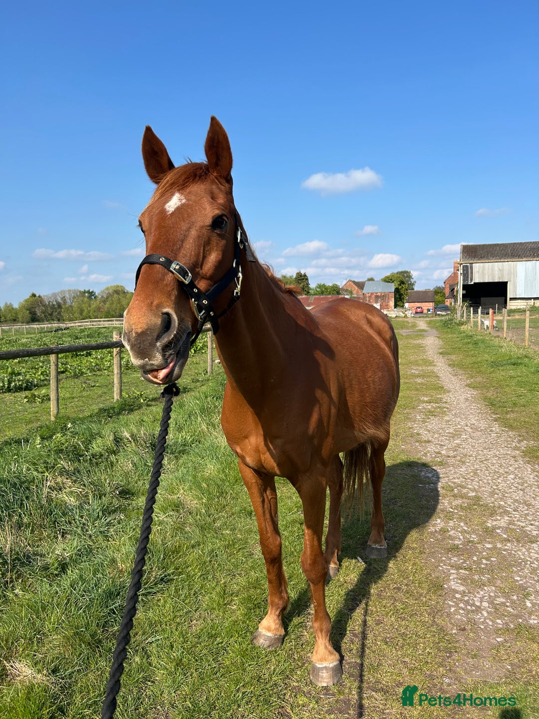 English Thoroughbred horses for sale: Sir John with tack  - Image 1