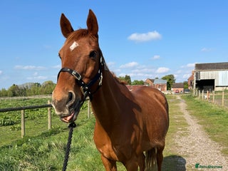 English Thoroughbred horses - Advert 4