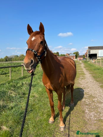 English Thoroughbred horses - Advert 2