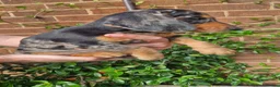 Dachshund dogs for sale: Beautiful dapple daschunds - Advert 14