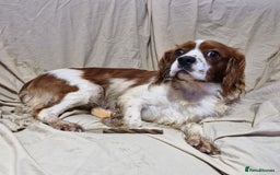 Cavapoo dogs for sale: Cavapoo puppies  - Image 20