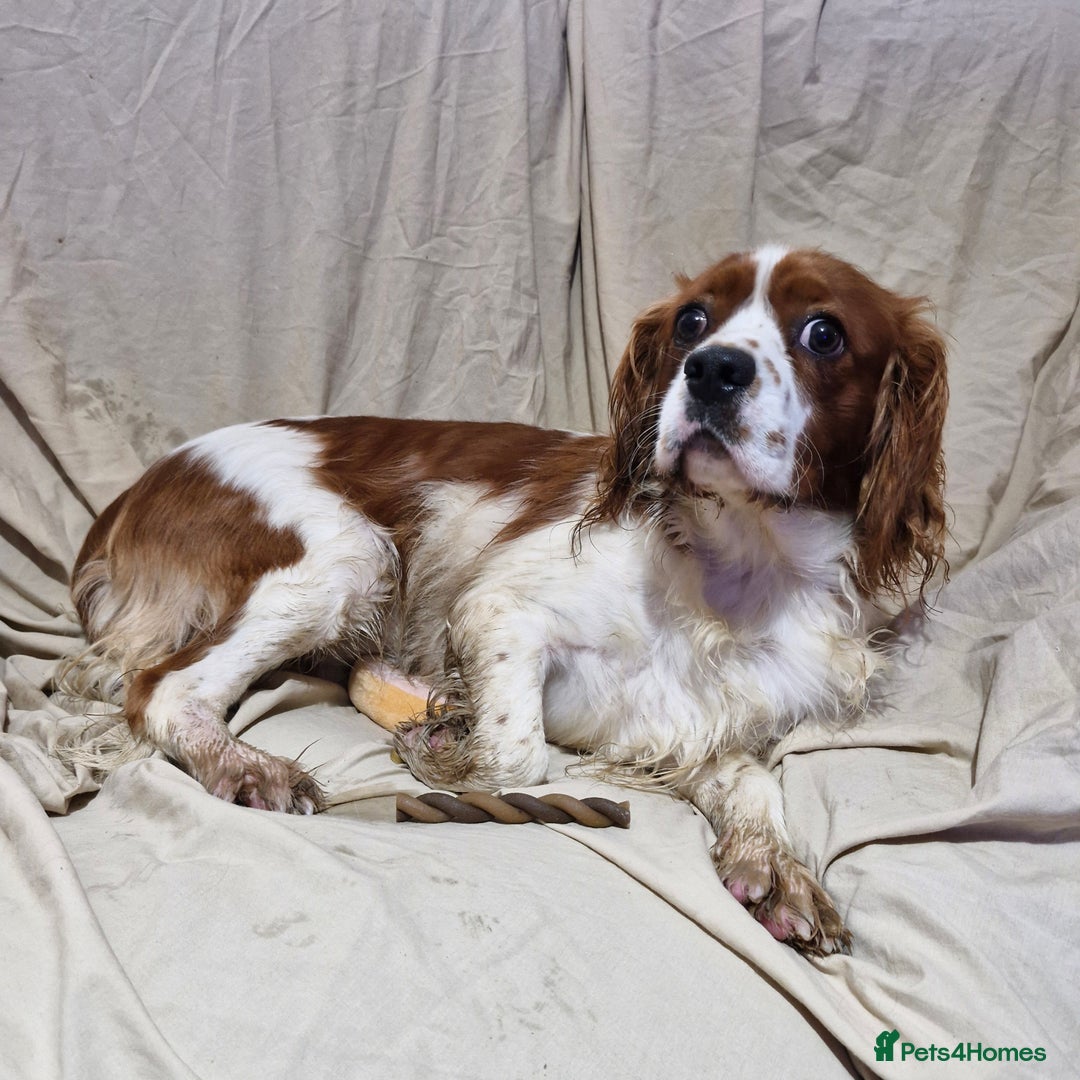 Cavapoo dogs for sale: Cavapoo puppies  - Image 20