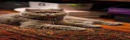 Mixed Breed cats for sale: Scottish Fold & Scottish straight Cross kittens  in Antrim - Advert 19
