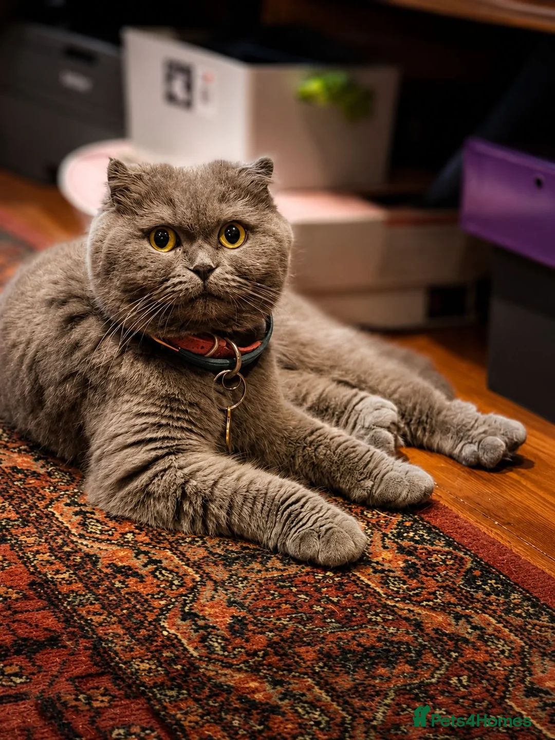 Mixed Breed cats for sale: Scottish Fold & Scottish straight Cross kittens  in Antrim - Advert 19