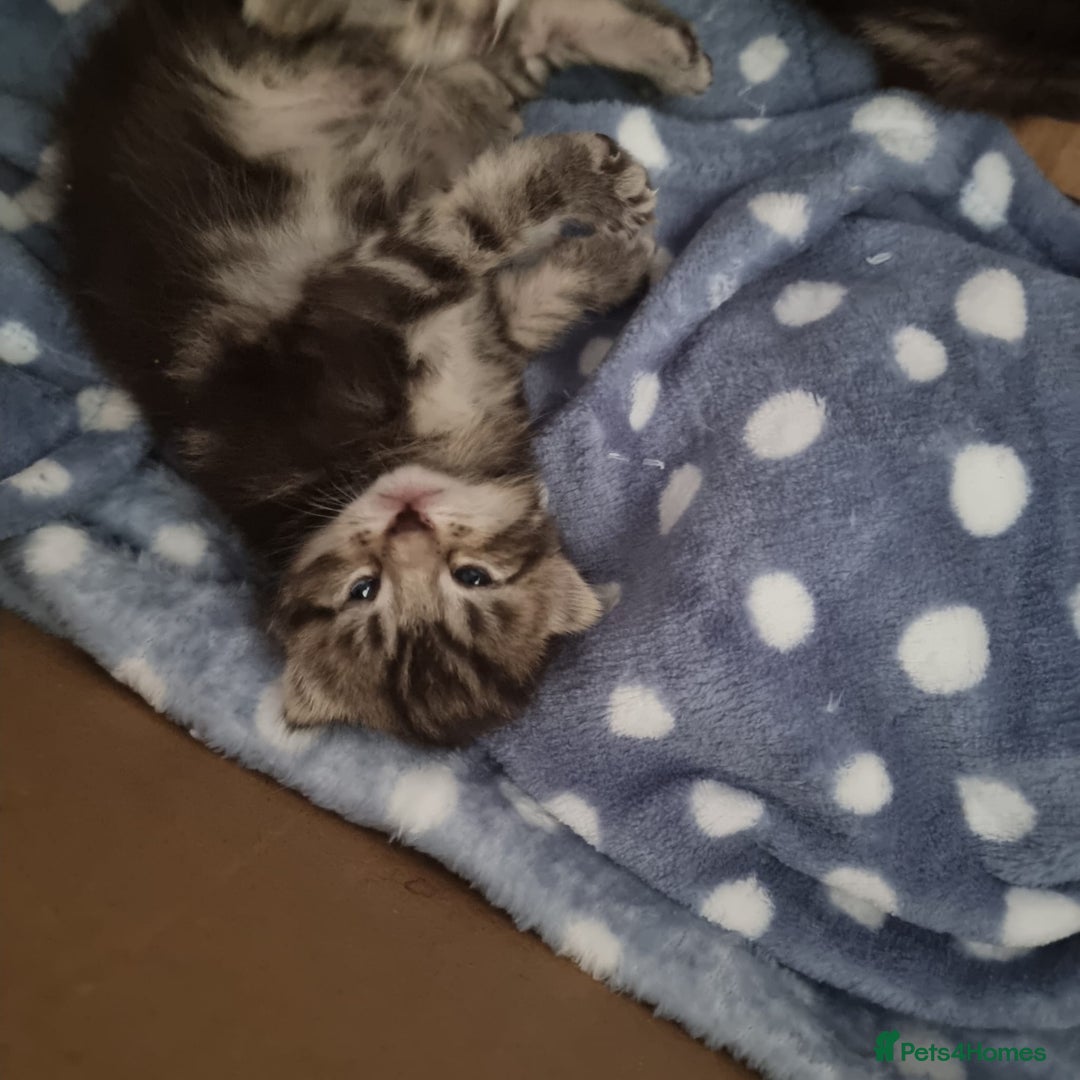 Mixed Breed cats for sale: 3 fluff balls looking for forever homes  - Image 8