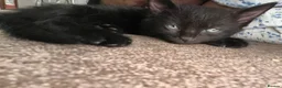 Mixed Breed cats for sale: The cutest mixed breed trio - Advert 9