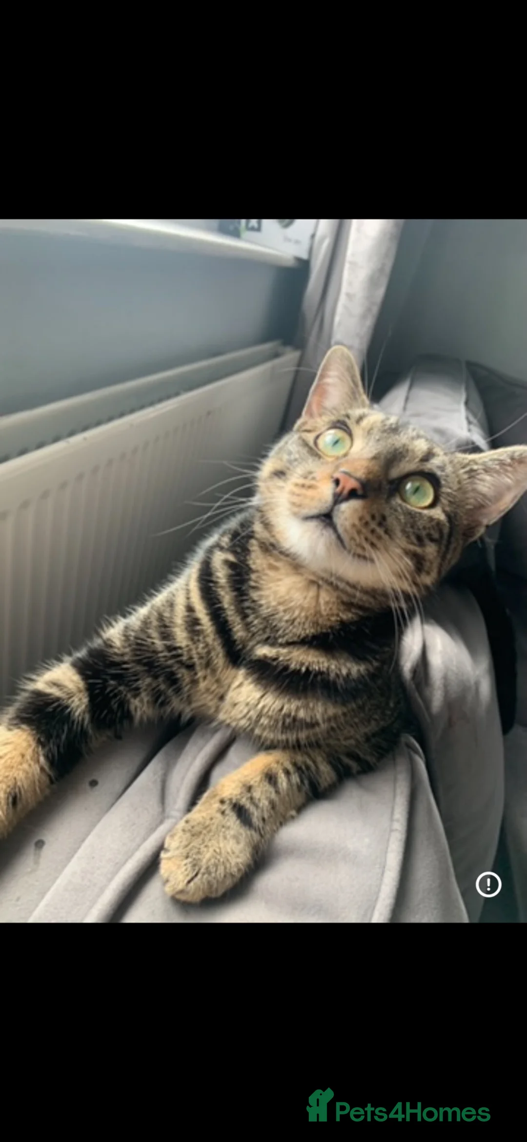 Domestic Shorthair cats for sale: Male Tabby cat, 2 years old in Oldham - Advert 1