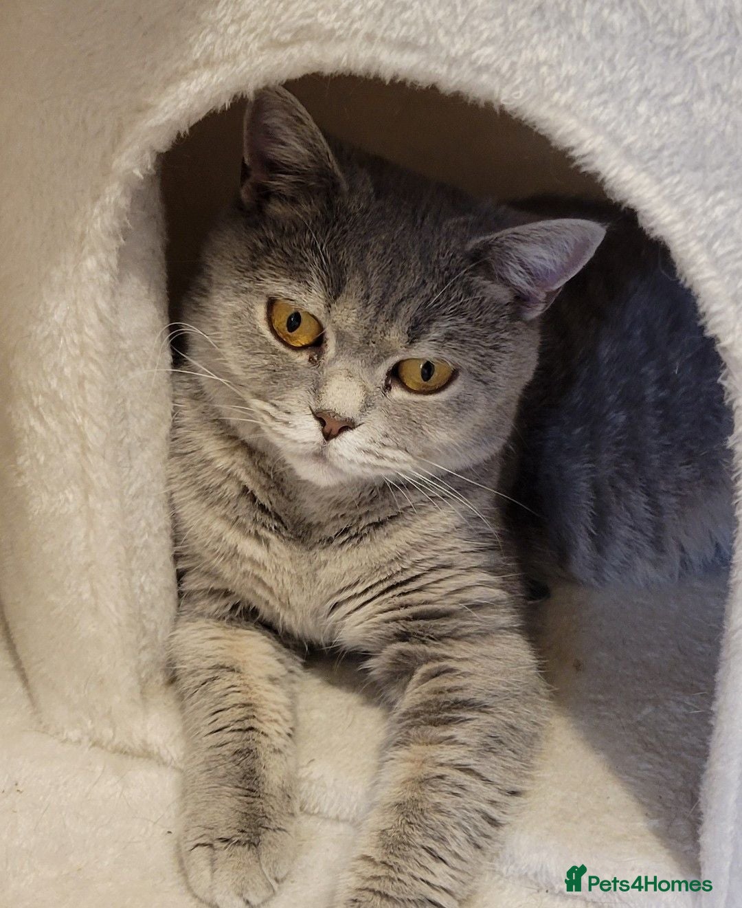 British Shorthair cats *GCCF Active Female* DNA Health Tested* - Advert 1