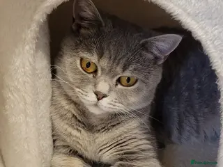 British Shorthair cats *GCCF Active Female* DNA Health Tested* - Advert 1