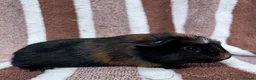 Guinea Pig rodents for sale: Baby boar Guinea Pigs  - Advert 5