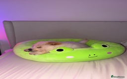 Chow Chow dogs for adoption: Adorable Elsa is ready for her Forever Home!  - Image 5