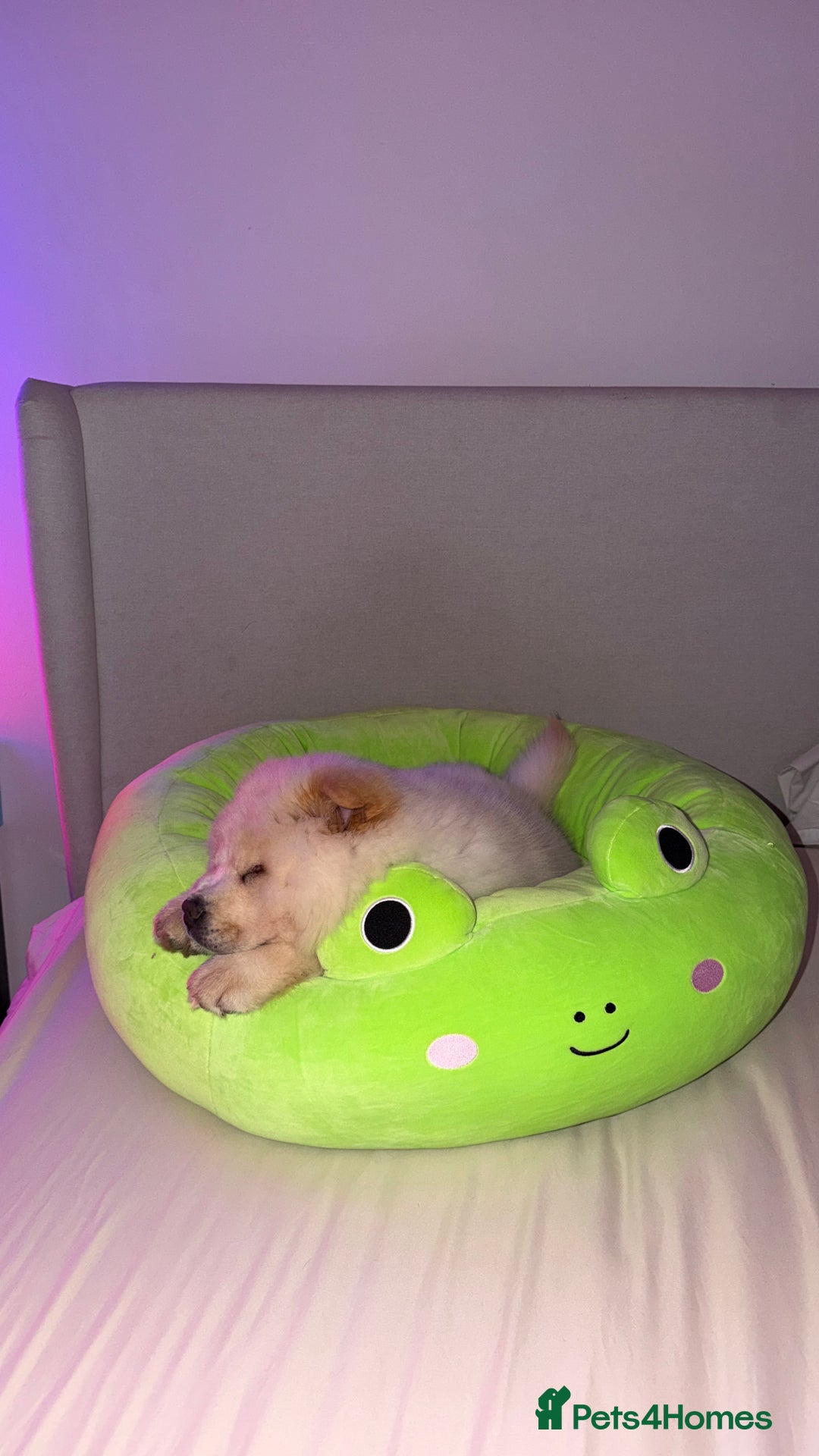 Chow Chow dogs for adoption: Adorable Elsa is ready for her Forever Home!  - Image 5