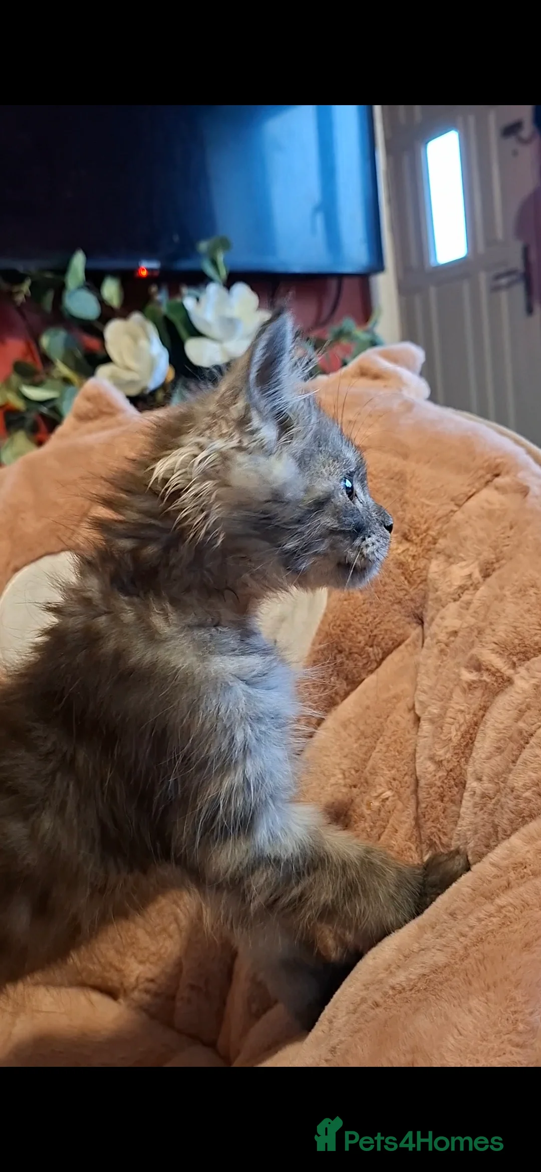 Maine Coon cats for sale: Pedigree Maine Coon kitten - Advert 2