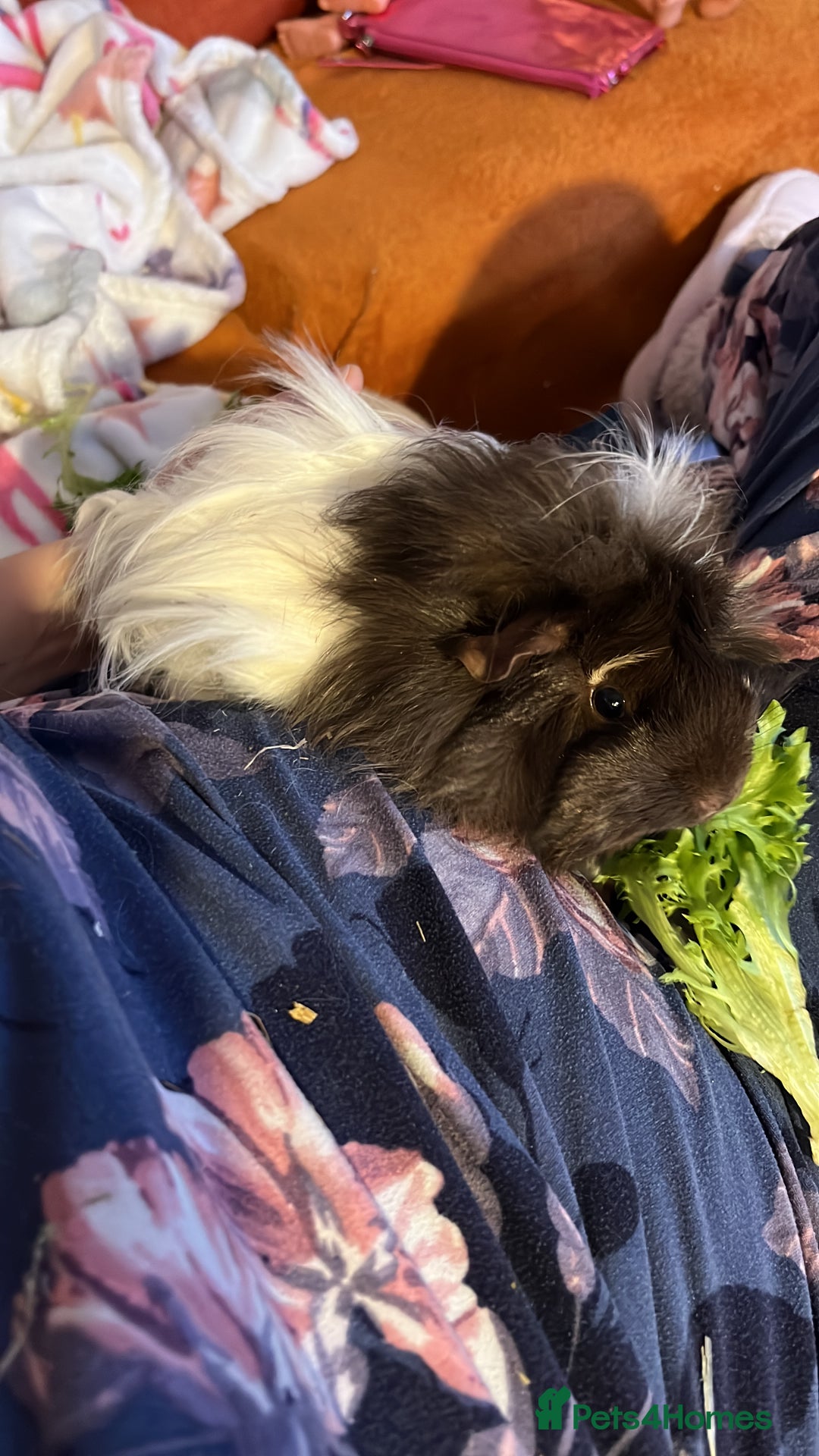 Guinea Pig rodents for sale: 2 female guinea pigs + complete set up! - Advert 6