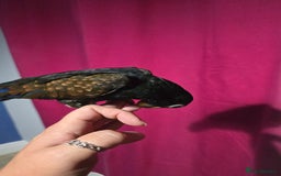 Parrots birds for sale: Bronze winged pionus - hand reared - Image 3