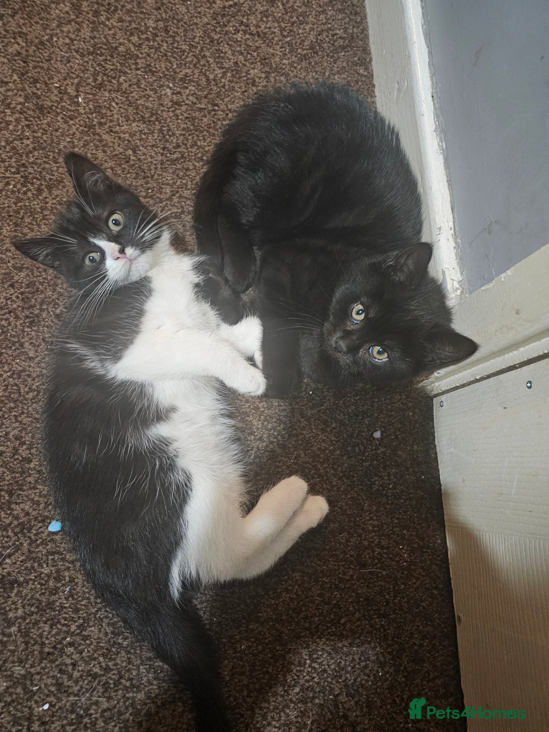 Mixed Breed cats for sale: Black and black and white BSH mix DSH - Advert 2