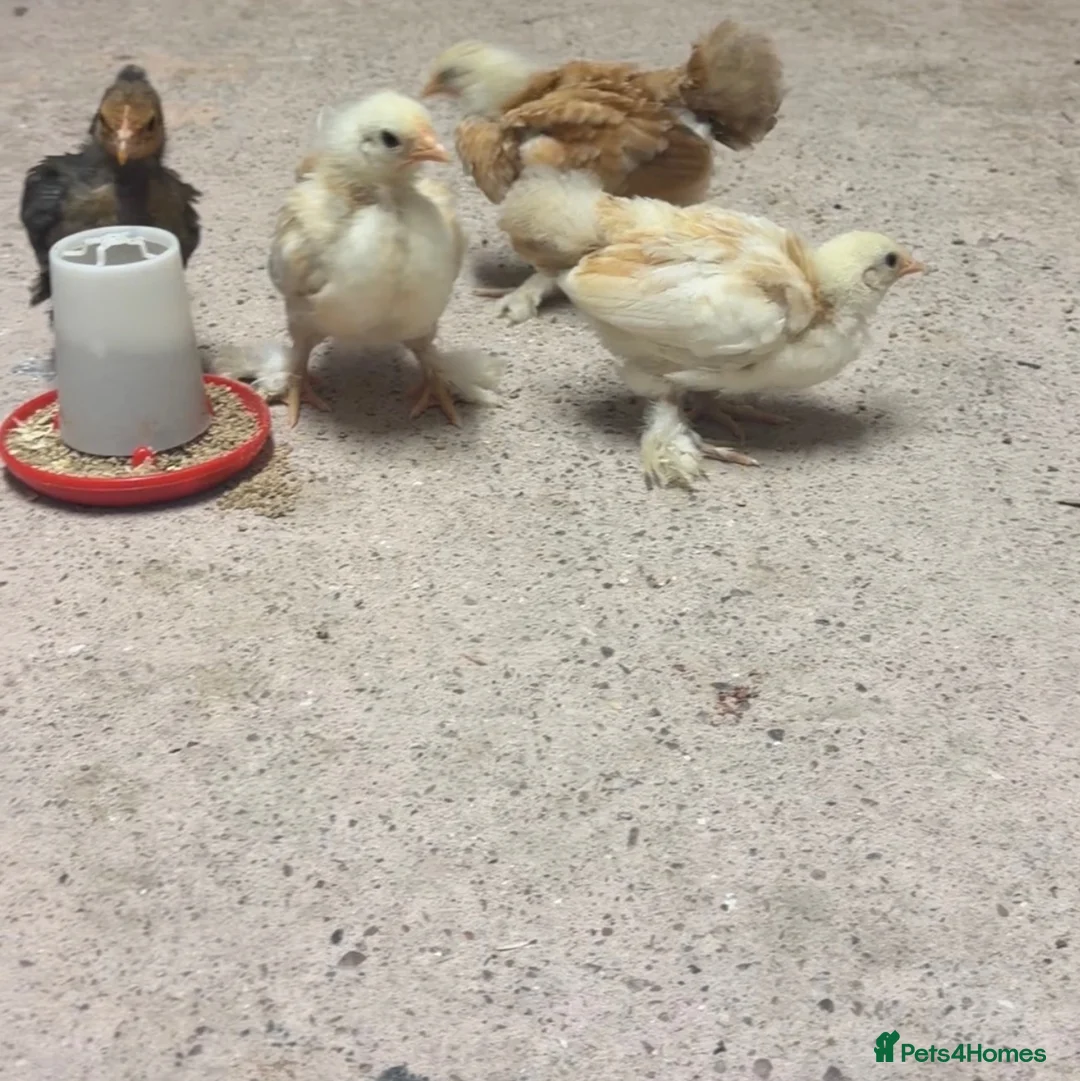Chickens poultry for sale: 4x baby chicks  in Tamworth - Advert 3