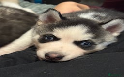 Siberian Husky dogs for sale: Beautiful Purebred Siberian Husky puppies  - Image 4
