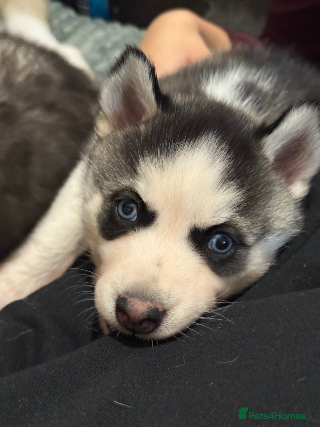 Siberian Husky dogs for sale: Beautiful Purebred Siberian Husky puppies  - Image 4