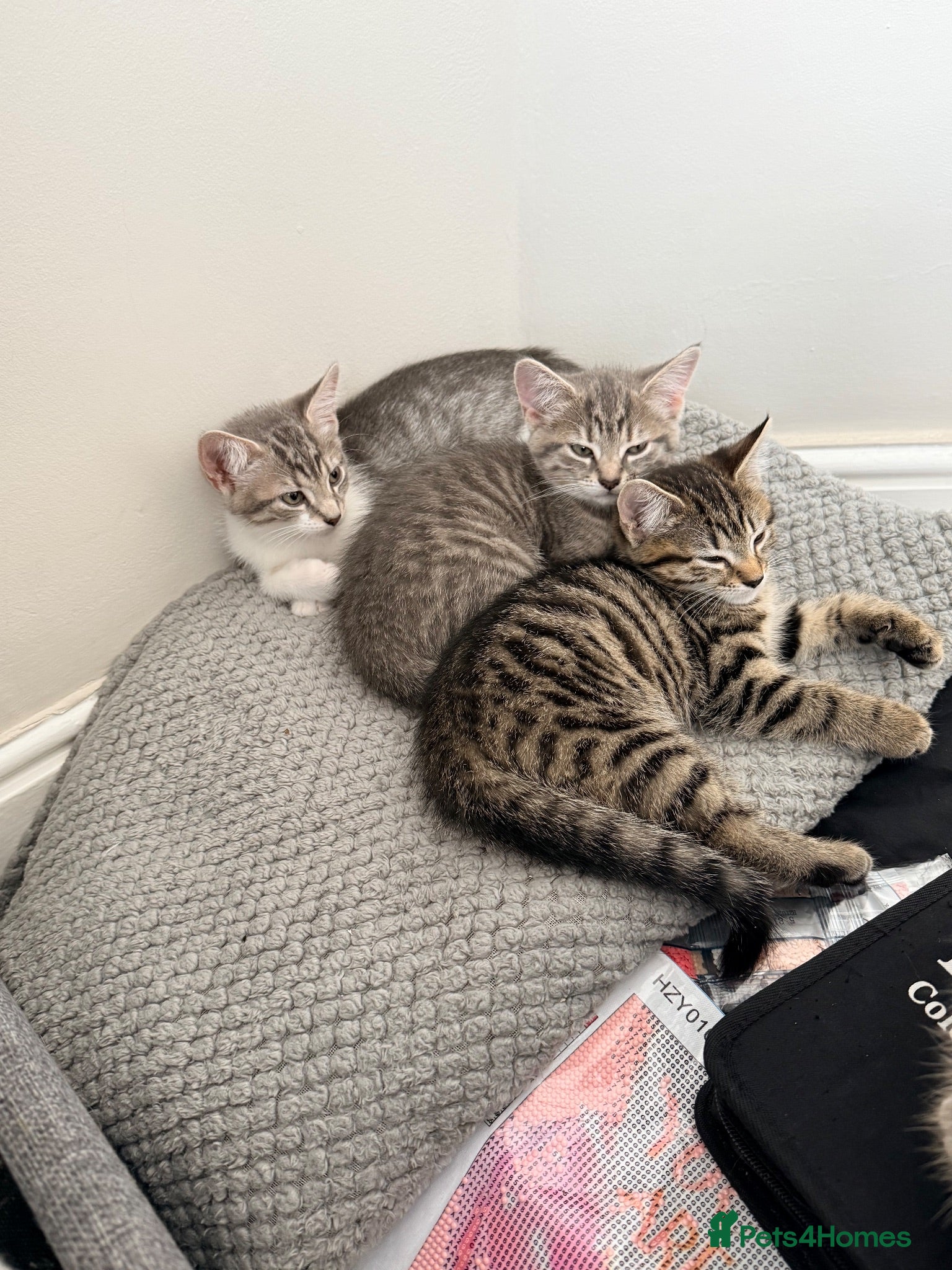 Mixed Breed cats Adorable Kittens Looking for Their Forever Home 🐾 - Advert 2