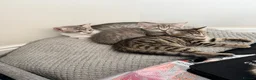 Mixed Breed cats for sale: Adorable Kittens Looking for Their Forever Home 🐾 in Sheffield - Advert 1