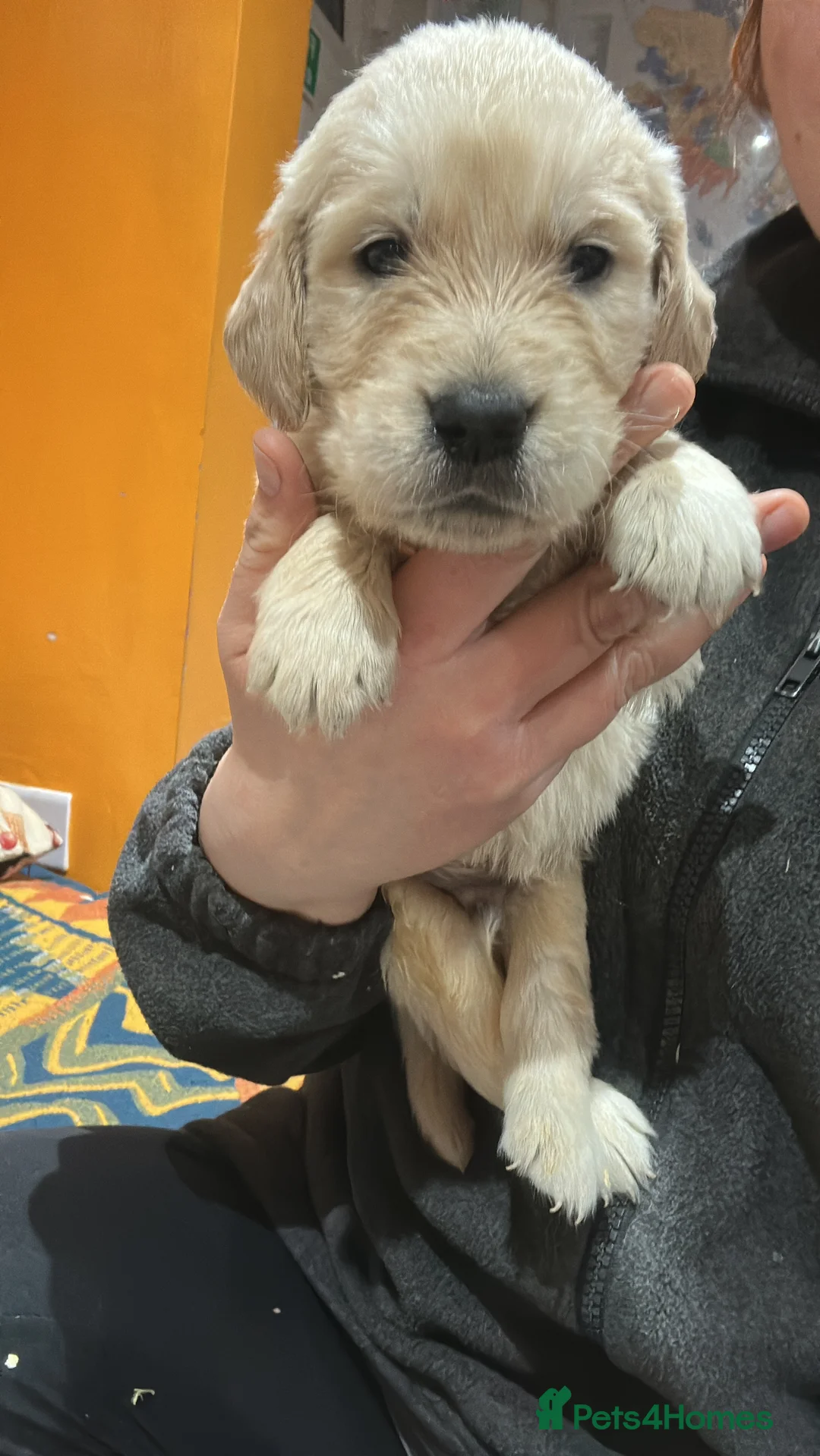 Golden Retriever dogs for sale: 35 GEN Champion Bloodline, Mum a Therapy Dog - Advert 16