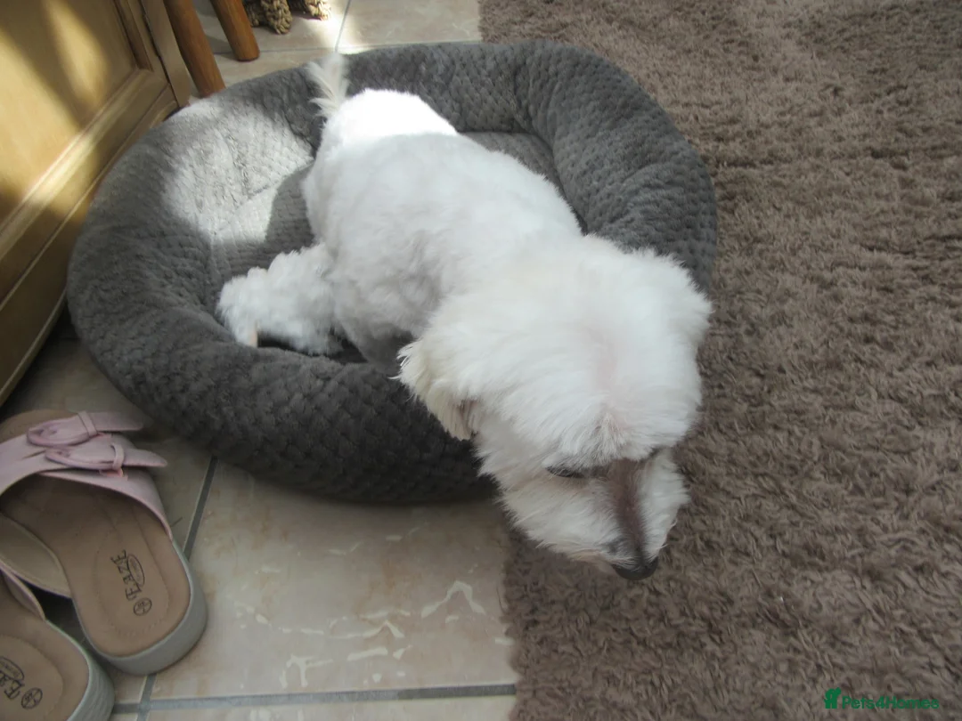 Maltese dogs for sale: Maltese - 7 year old girl - Advert 2