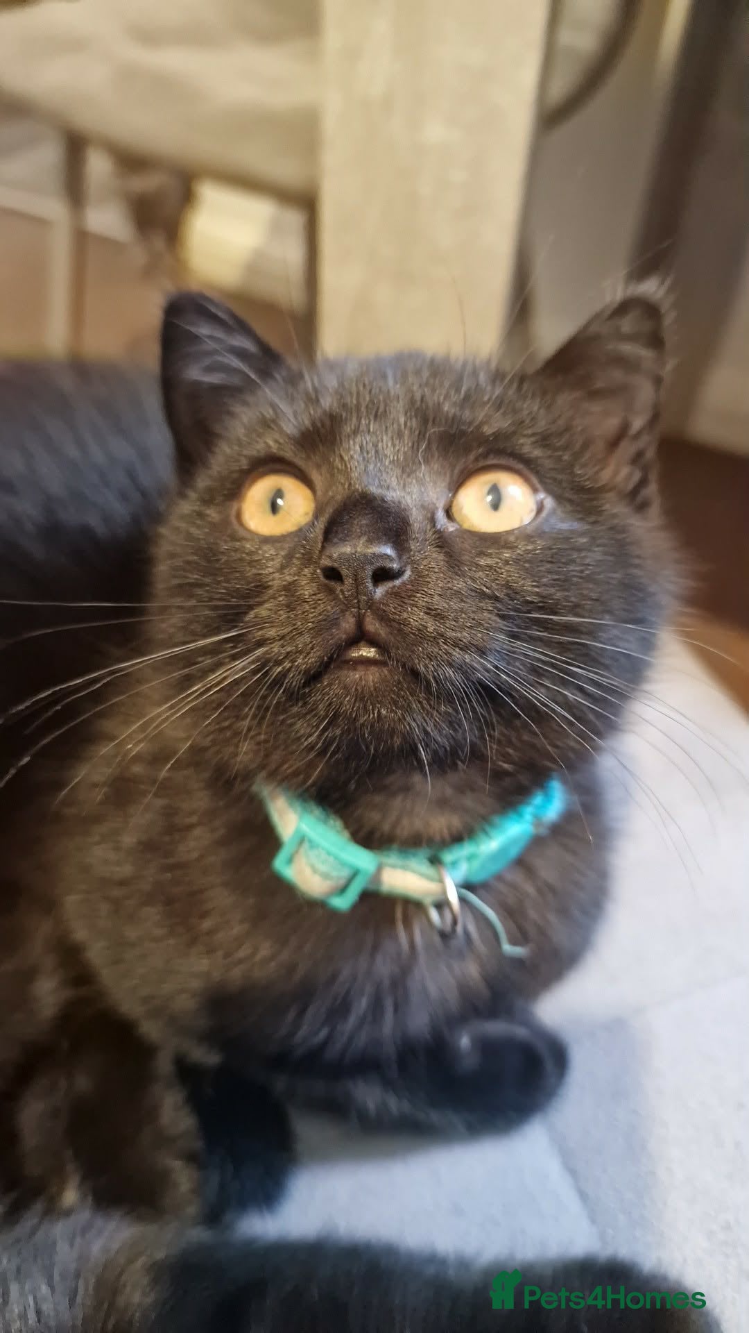 Mixed Breed cats ADORABLE FEMALE MIXED BRITISH SHORTHAIR KITTENS - Advert 20