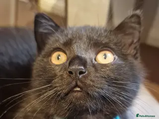 Mixed Breed cats ADORABLE FEMALE MIXED BRITISH SHORTHAIR KITTENS - Advert 20