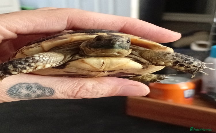 Tortoise reptiles - Advert 1