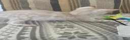 Bengal cats for sale: Beautiful Bengal babies  - Advert 11