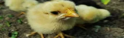 Mixed Breed poultry for sale: Yellow Baby Chicks - Advert 1