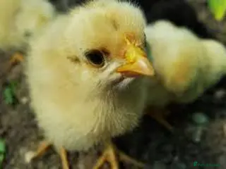 Mixed Breed poultry Yellow Baby Chicks - Advert 2