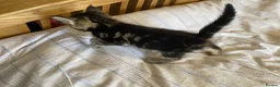 Maine Coon cats for sale: Maine coon kittens for sale  - Advert 3