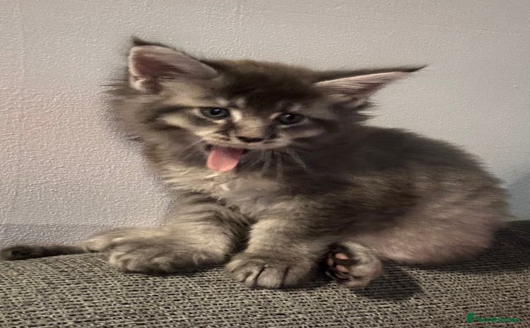 Maine Coon cats Maine Coon kittens - Advert 9